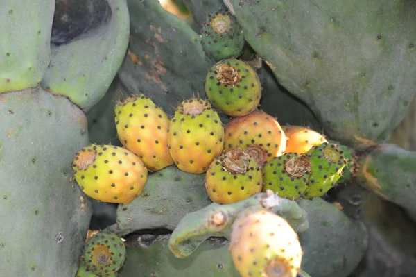 Fruto Las Cactus Higo —  Fotos de Stock