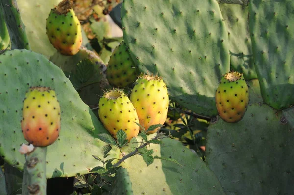 Frutta Dal Fico Cactus — Foto Stock