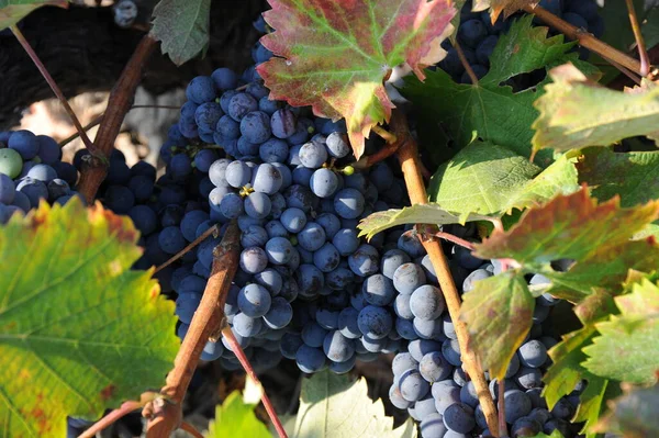 Grapes Just Harvest — Stock Photo, Image