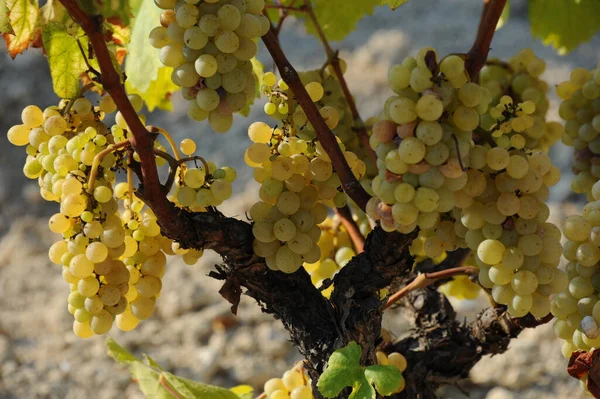 Uvas Justo Antes Cosecha —  Fotos de Stock