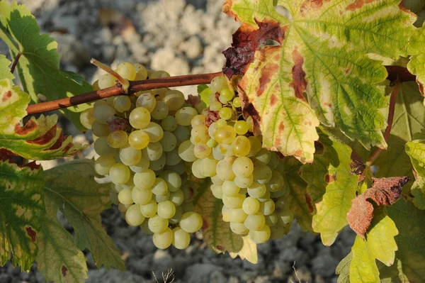 Agricultura Folhagem Videira Uvas — Fotografia de Stock