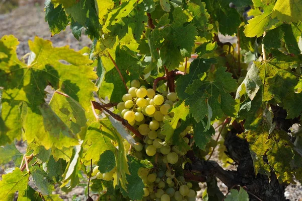 Winogrona Tuż Przed Zbiorem — Zdjęcie stockowe