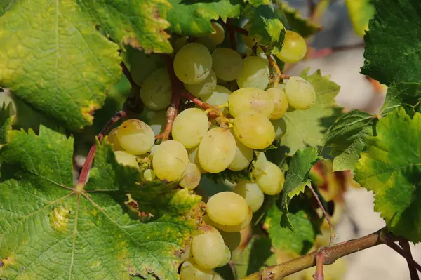 Uvas Pouco Antes Colheita — Fotografia de Stock