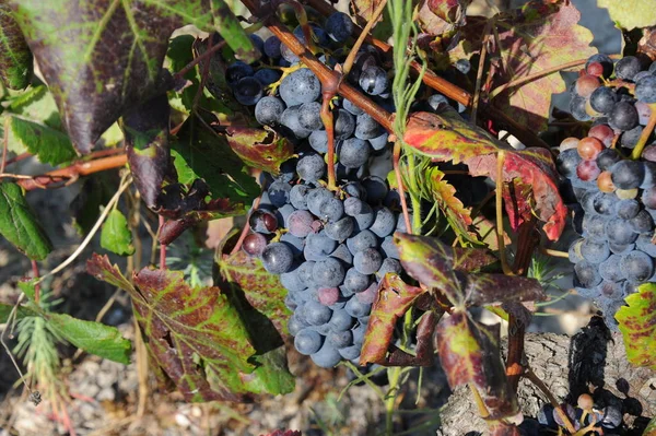 Winogrona Tuż Przed Zbiorem — Zdjęcie stockowe
