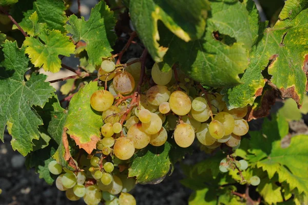 Trossen Druiven Landbouwdruiven Druiven — Stockfoto