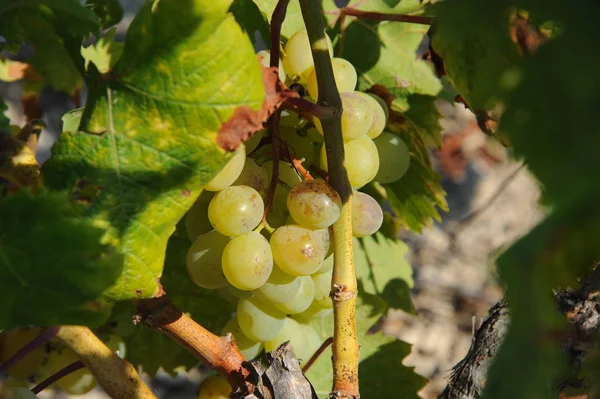 Agricultura Folhagem Videira Uvas — Fotografia de Stock