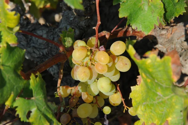 Uvas Justo Antes Cosecha — Foto de Stock