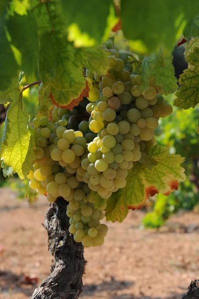 Uvas Justo Antes Cosecha — Foto de Stock