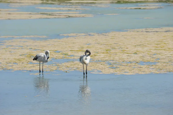 Schilderachtig Uitzicht Majestueuze Flamingo Natuur — Stockfoto