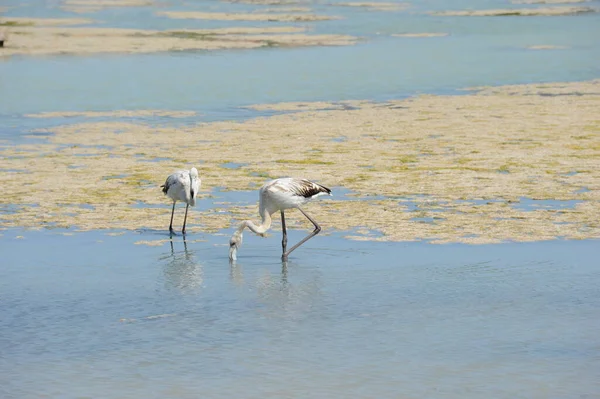 Malerischer Blick Auf Majestätische Flamingos Der Natur — Stockfoto