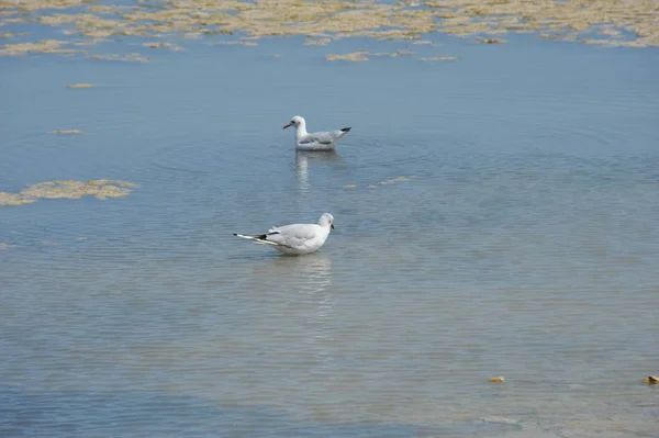 Möwen Auf Dem Wasser — Stockfoto