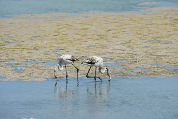 Vacker Utsikt Över Majestätiska Flamingos Naturen — Stockfoto