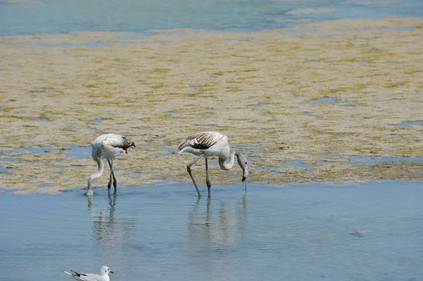 Schilderachtig Uitzicht Majestueuze Flamingo Natuur — Stockfoto