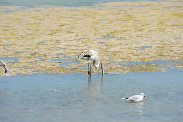 Malerischer Blick Auf Majestätische Flamingos Der Natur — Stockfoto