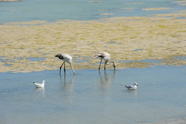 Malerischer Blick Auf Majestätische Flamingos Der Natur — Stockfoto