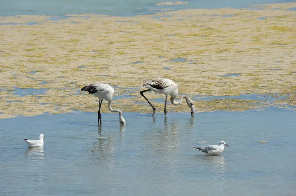 Schilderachtig Uitzicht Majestueuze Flamingo Natuur — Stockfoto