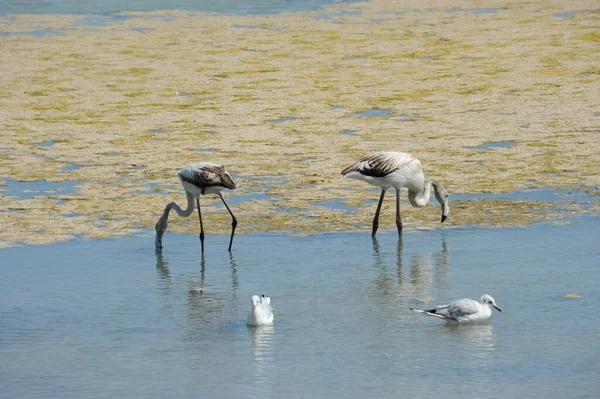 Schilderachtig Uitzicht Majestueuze Flamingo Natuur — Stockfoto