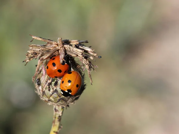 Δύο Πασχαλίτσες Μαραμένο Μεγαλύτερο Knapweed — Φωτογραφία Αρχείου