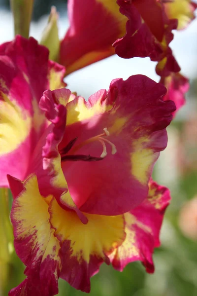 Gladiolus Virágok Flóra Lombozat — Stock Fotó