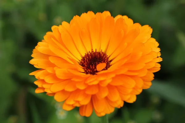 Hermosa Vista Flor Caléndula Natural — Foto de Stock