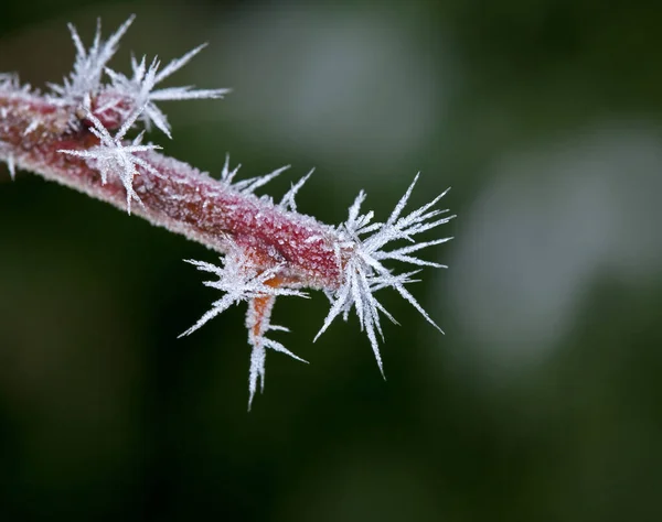 Макроснимок Серого Мороза Стебле Растения — стоковое фото