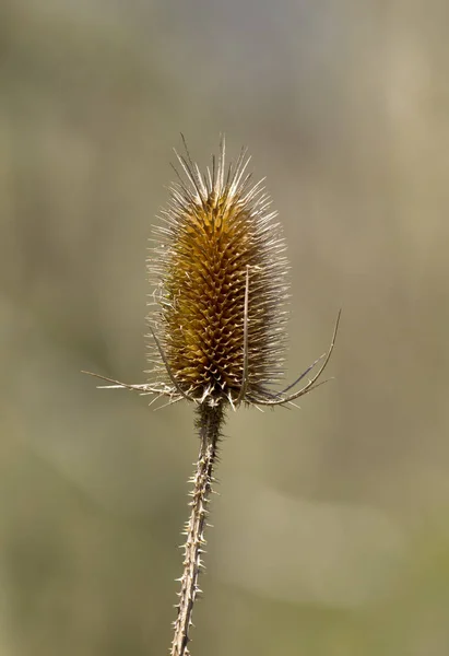 Yaygın Teasel Ölü Çiçek Başı Çeşitli Vahşi Yaşam Için Tohum — Stok fotoğraf