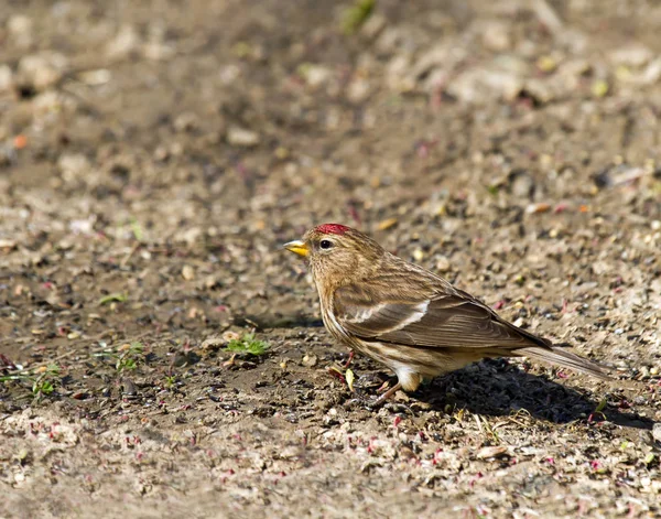 Male Common Redpoll Showing Red Forecrown — Stock Photo, Image