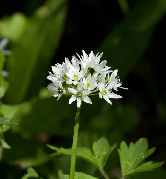 White Flower Wild Garlic Ramson Springtime — Stock Photo, Image