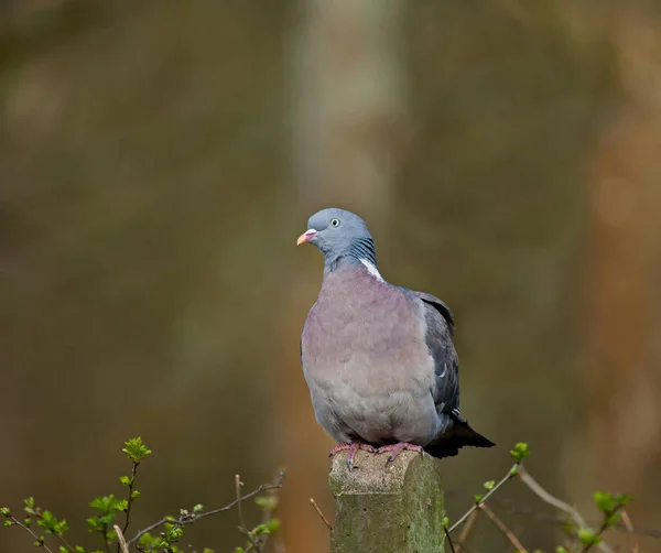 Pigeon Bois Adulte Sur Poteau Clôture — Photo