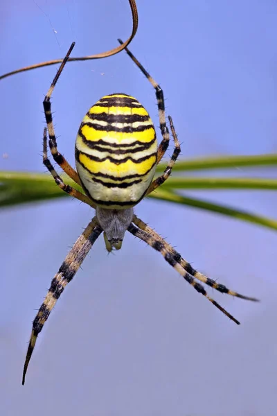 Wasp Spider Argiope Bruennichi — Stock Photo, Image
