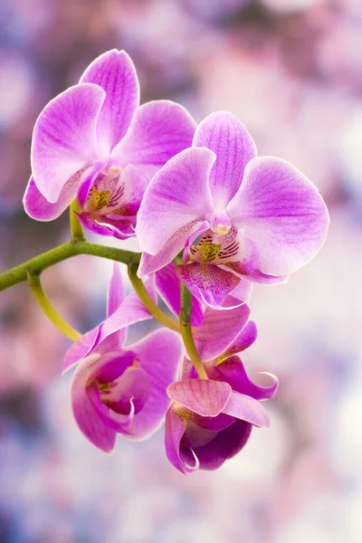 Pétalas Rosa Flor Orquídea — Fotografia de Stock