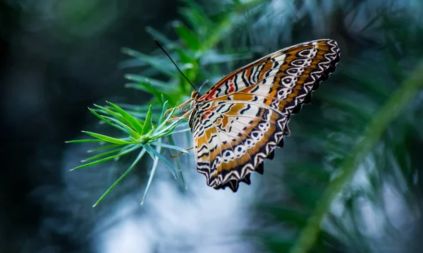 Egzotik Kelebeğe Yakın Çekim Yabanilik Konsepti — Stok fotoğraf