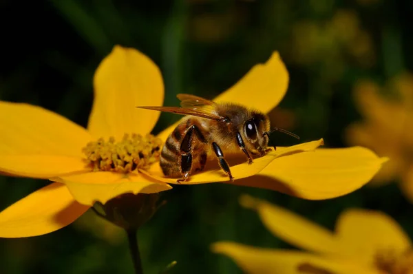 Honingbij Een Bloemblaadje — Stockfoto