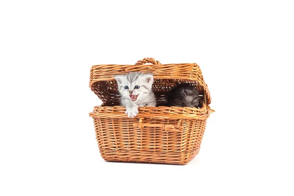 Κατοικίδια Γάτες Επιλεκτική Εστίαση — Φωτογραφία Αρχείου