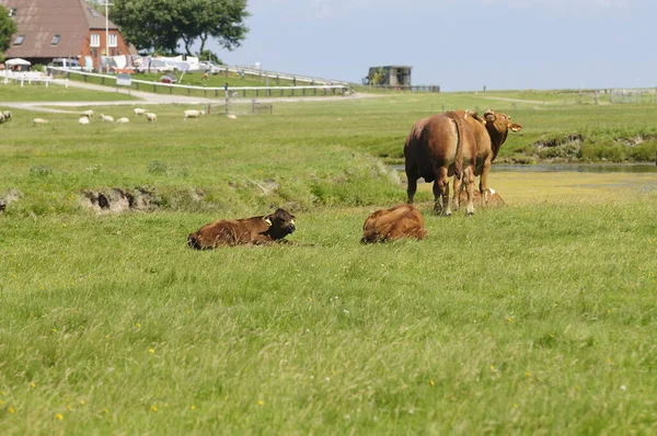 Корови Природному Ландшафті Вибірковий Фокус — стокове фото