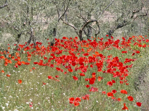 Hermosas Flores Amapolas Fondo —  Fotos de Stock