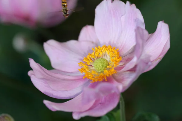 Gyönyörű Virágzó Rózsa Virágok — Stock Fotó