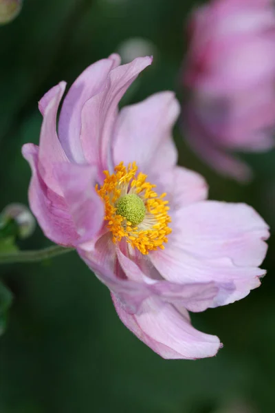 Bellissimi Fiori Anemone Fiore — Foto Stock