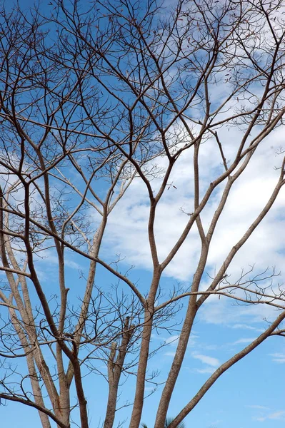 青い空を背景に大きな木の枝を乾燥 — ストック写真