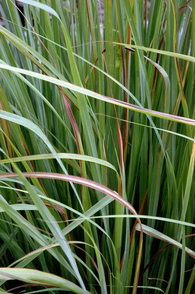 Verde Paja Hierba Fondo —  Fotos de Stock