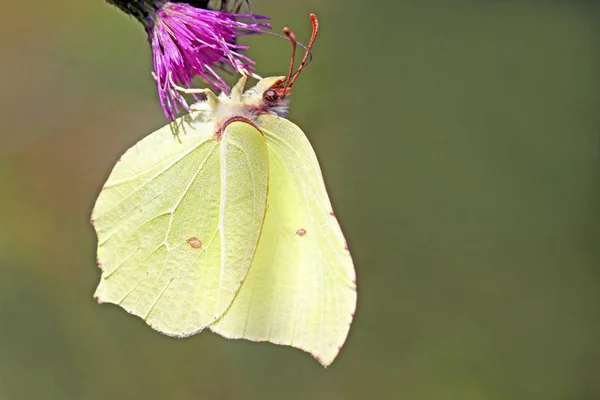 Güzel Renkli Kelebeğin Yakın Görüntüsü — Stok fotoğraf