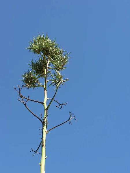 Piękne Botaniczne Ujęcie Naturalna Tapeta — Zdjęcie stockowe