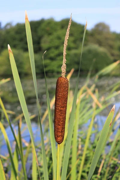 Una Flor Una Caña Primer Plano Cerca Lago Parque —  Fotos de Stock