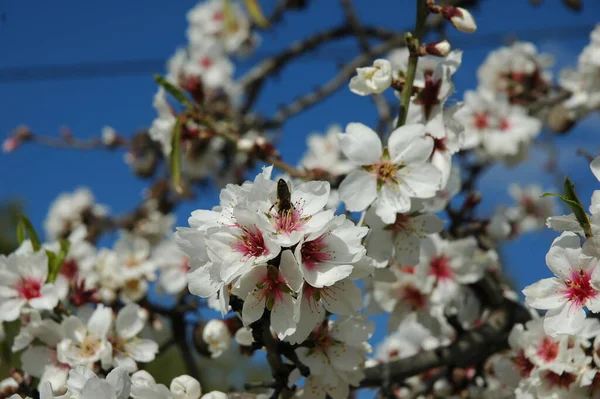 Flora Fiori Fioriti Primavera — Foto Stock