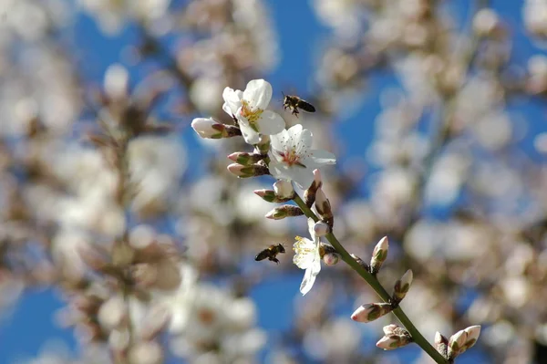 Flora Blommor Ren — Stockfoto