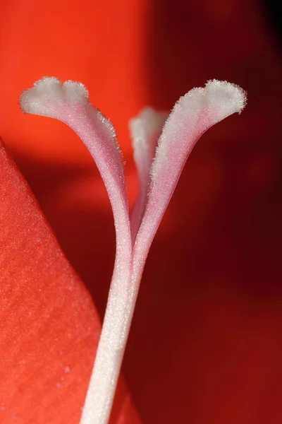 グラジオラス花びら花 — ストック写真