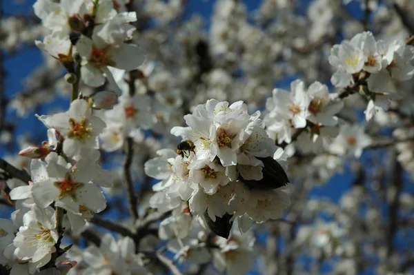 Spain Almond Flower Bees Work — ストック写真