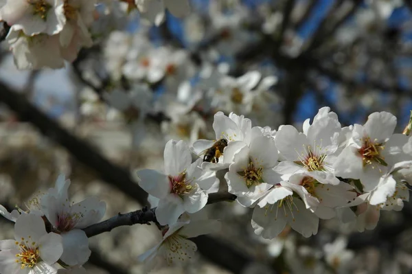 Spain Almond Flower Bees Work — Stok fotoğraf