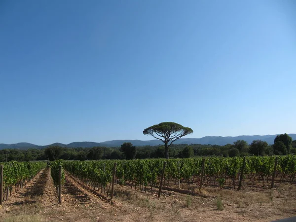 Winnica Winogronowa Plantacji Wiejskiej — Zdjęcie stockowe