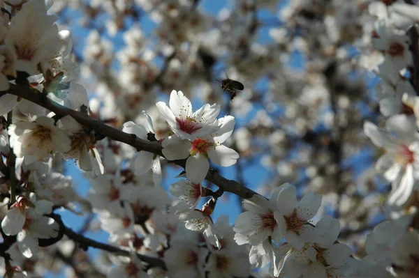Spain Almond Flower Bees Work — ストック写真